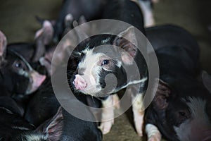 Pig Business. Swine farm with black pig name Berkshire photo